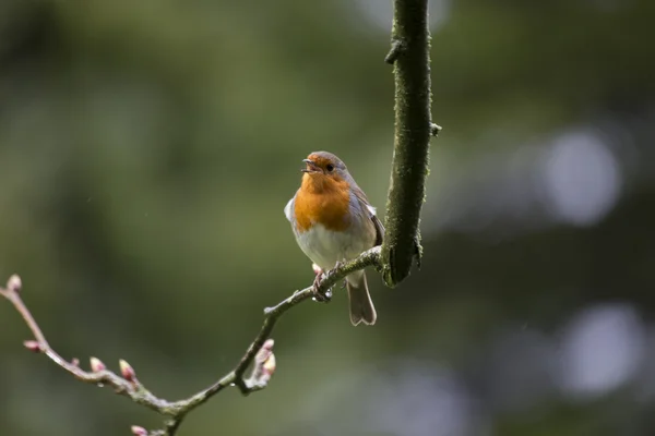 Robin kırmızı meme (Erithacus rubecula) — Stok fotoğraf