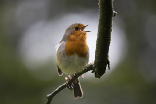 Robin Red piersi (Erithacus rubecula) — Zdjęcie stockowe