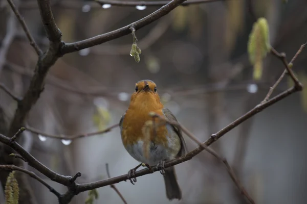 Robin Red piersi (Erithacus rubecula) — Zdjęcie stockowe