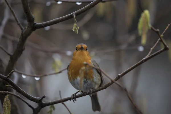 Robin Red piersi (Erithacus rubecula) — Zdjęcie stockowe