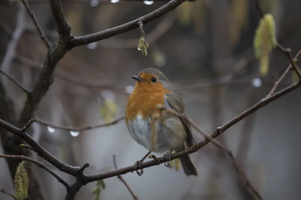 Robin kırmızı meme (Erithacus rubecula) — Stok fotoğraf