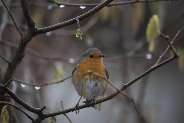 Robin Red Breast (Erithacus rubecula) — Stock Photo, Image