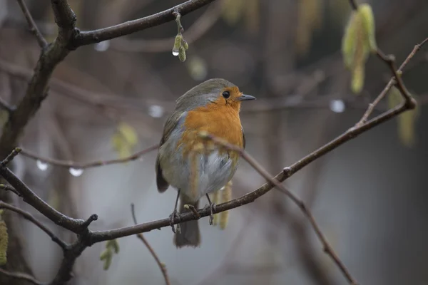 Robin rode borst (Erithacus rubecula) — Stockfoto