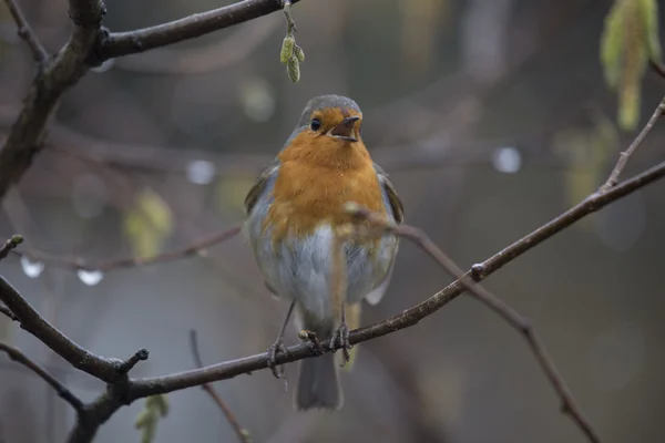 Robin Red piersi (Erithacus rubecula) — Zdjęcie stockowe