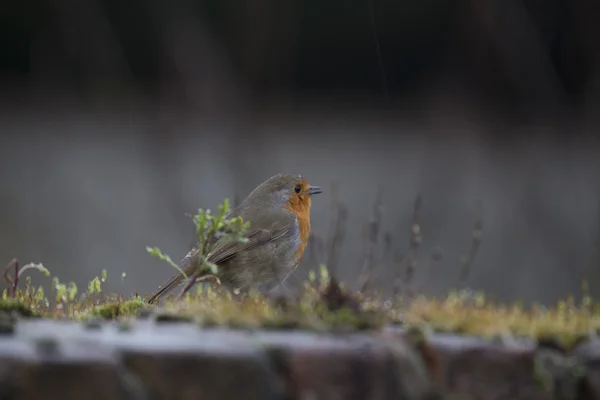 ロビン赤胸 (Erithacus rubecula) — ストック写真