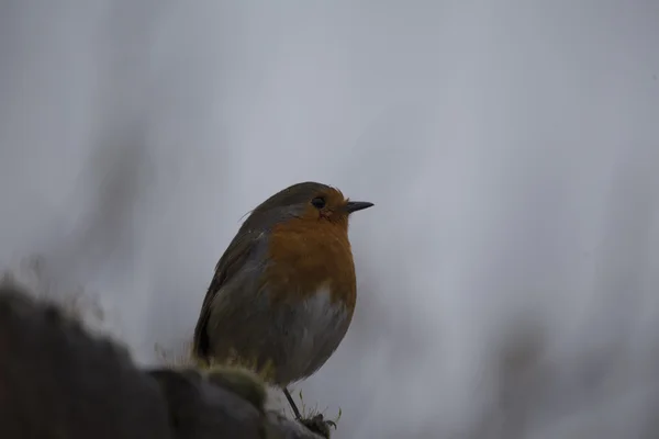 Robin rode borst (Erithacus rubecula) — Stockfoto