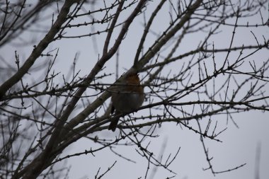 Robin kırmızı meme (Erithacus rubecula)
