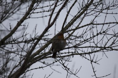 Robin kırmızı meme (Erithacus rubecula)