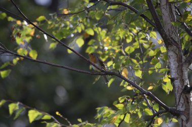 Robin kırmızı meme (Erithacus rubecula)