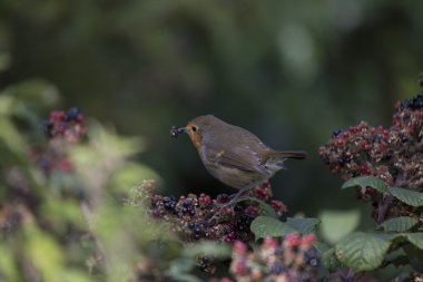 Robin kırmızı meme (Erithacus rubecula)