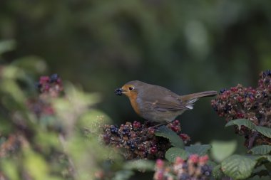Robin kırmızı meme (Erithacus rubecula)