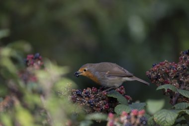 Robin kırmızı meme (Erithacus rubecula)