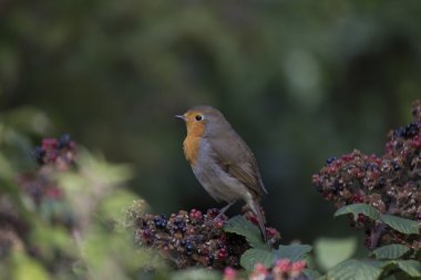 Robin kırmızı meme (Erithacus rubecula)