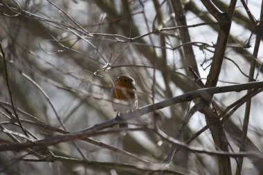 Robin kırmızı meme (Erithacus rubecula)