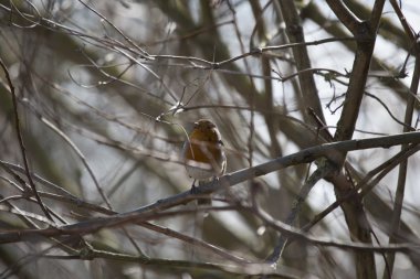Robin kırmızı meme (Erithacus rubecula)