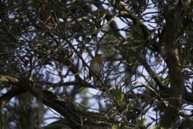 Robin kırmızı meme (Erithacus rubecula)