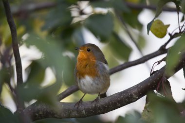 Robin kırmızı meme (Erithacus rubecula)