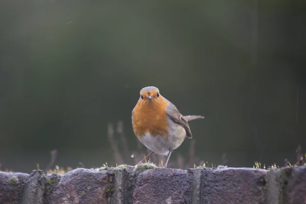 Robin Pechuga Roja (Erithacus rubecula ) —  Fotos de Stock