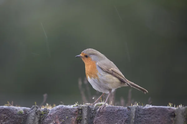 Robin Red piersi (Erithacus rubecula) — Zdjęcie stockowe