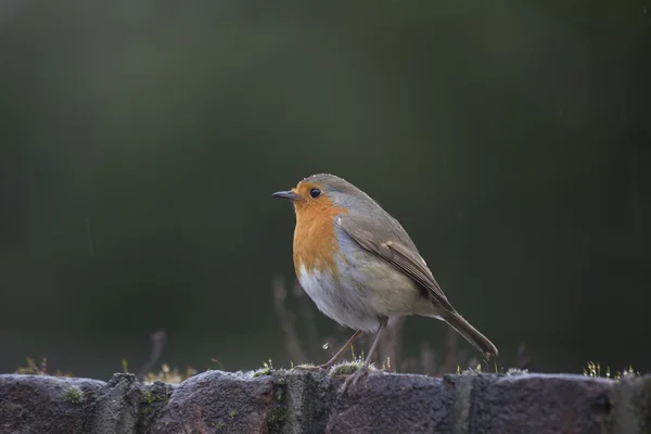 Robin kırmızı meme (Erithacus rubecula) — Stok fotoğraf