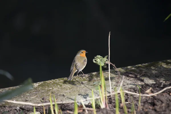 Robin kırmızı meme (Erithacus rubecula) — Stok fotoğraf