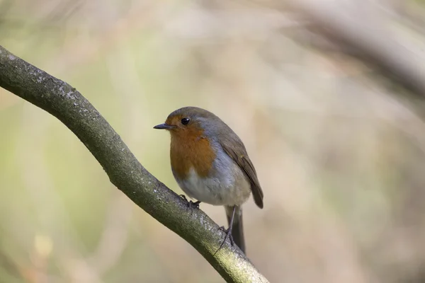 Robin röda bröst (Erithacus rubecula) — Stockfoto