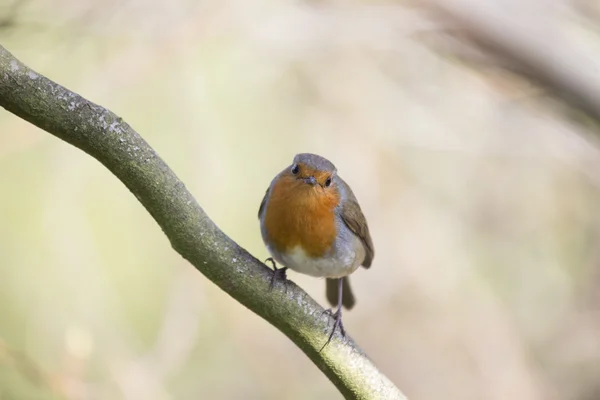Robin Red Breast (Erithacus rubecula) ) — стоковое фото