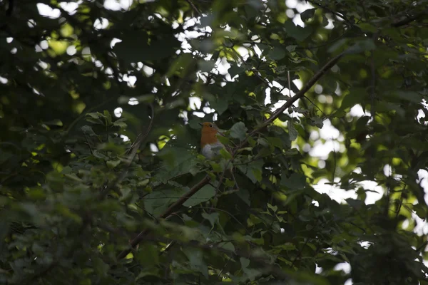 Robin Red Breast (Erithacus rubecula) ) — Photo