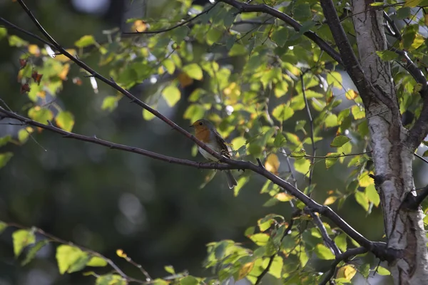 罗宾红乳腺癌 (Erithacus rubecula) — 图库照片