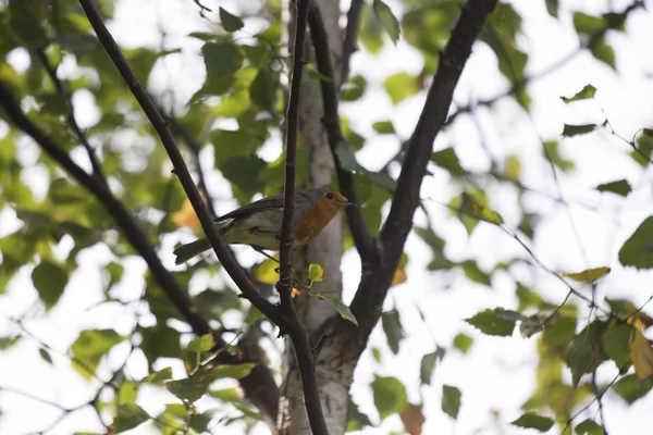 Robin rode borst (Erithacus rubecula) — Stockfoto