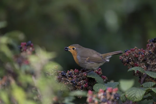 Rotkehlchen (erithacus rubecula)) — Stockfoto