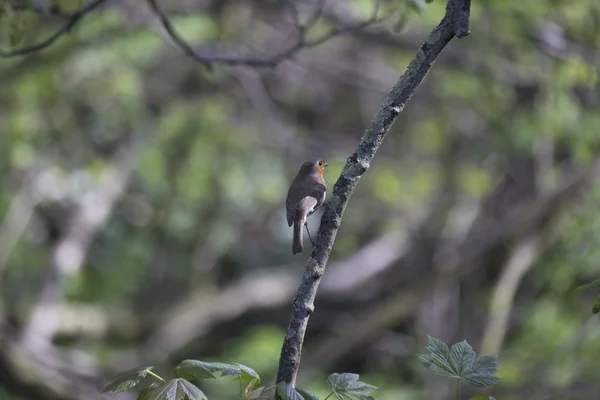 Robin rode borst (Erithacus rubecula) — Stockfoto