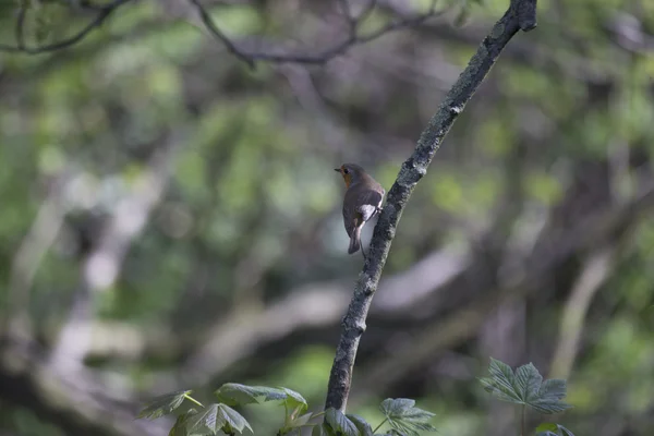 Robin Vermelho mama (Erithacus rubecula) — Fotografia de Stock