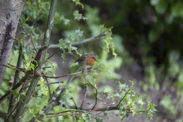 로빈 레드 유 방 (Erithacus rubecula) — 스톡 사진