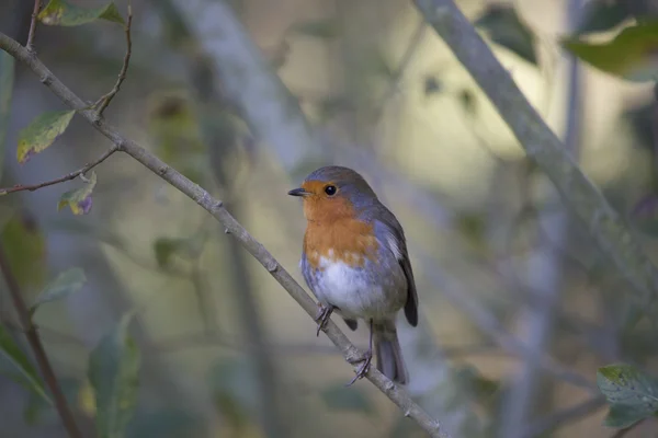 Rotkehlchen (erithacus rubecula)) — Stockfoto