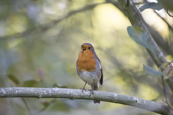 Robin Red piersi (Erithacus rubecula) — Zdjęcie stockowe