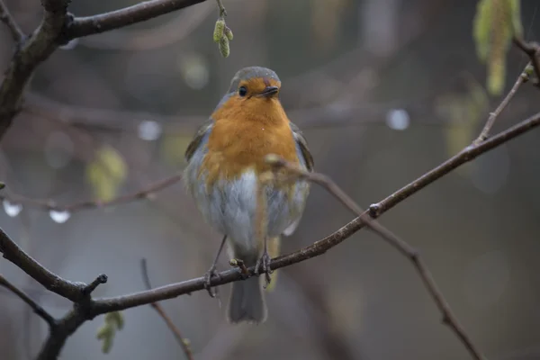 Robin kırmızı meme (Erithacus rubecula) — Stok fotoğraf