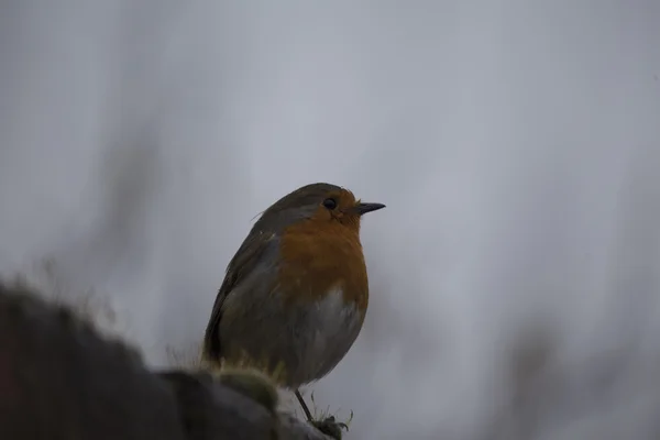 Rotkehlchen (erithacus rubecula)) — Stockfoto