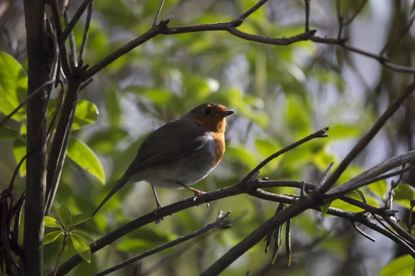 Robin Pechuga Roja (Erithacus rubecula ) — Foto de Stock