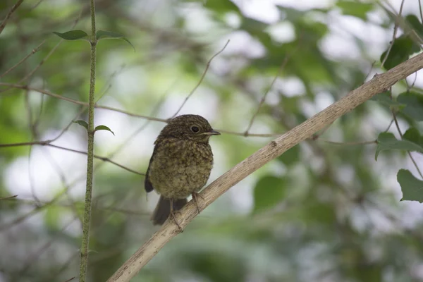 Robin kırmızı meme (Erithacus rubecula) — Stok fotoğraf