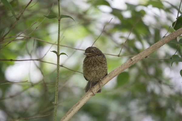 Robin Vermelho mama (Erithacus rubecula) — Fotografia de Stock