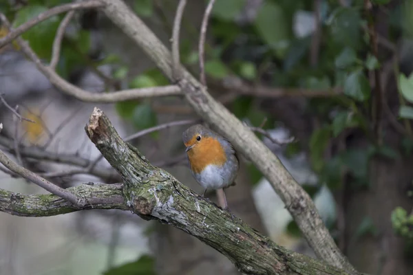 로빈 레드 유 방 (Erithacus rubecula) — 스톡 사진