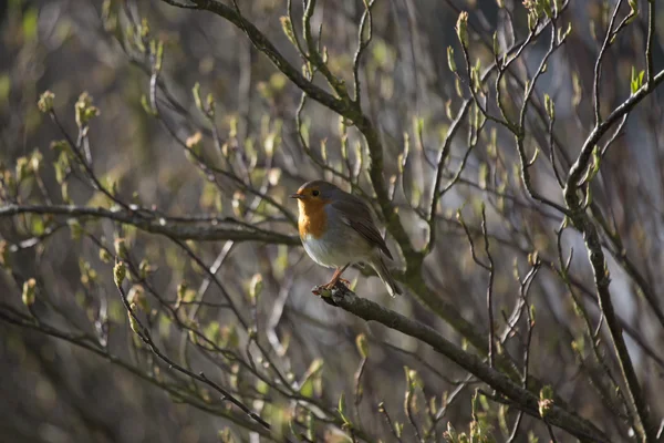 Робін червоний молочної залози (Erithacus rubecula) — стокове фото