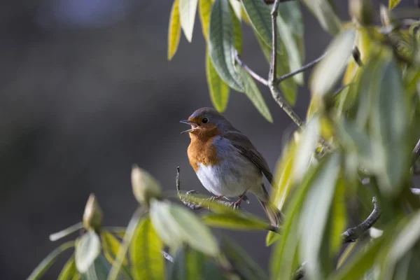 Rotkehlchen (erithacus rubecula)) — Stockfoto