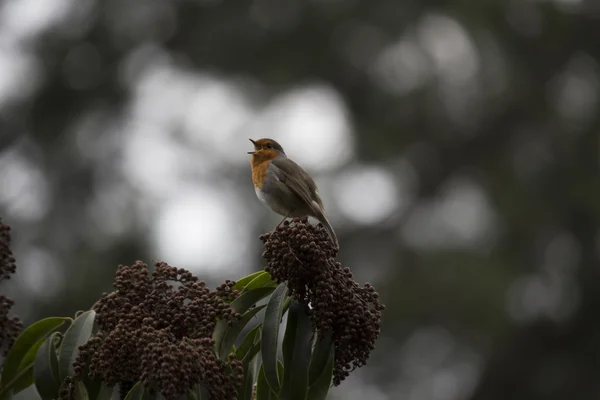 로빈 레드 유 방 (Erithacus rubecula) — 스톡 사진