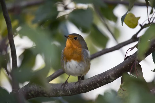 罗宾红乳腺癌 (Erithacus rubecula) — 图库照片