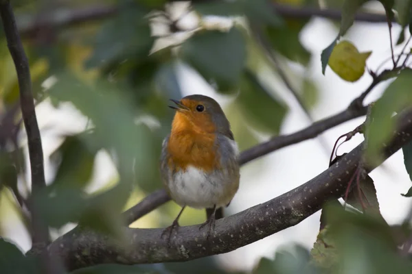 Robin Red Breast (Erithacus rubecula) ) — стоковое фото