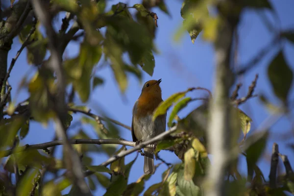 Robin Vermelho mama (Erithacus rubecula) — Fotografia de Stock