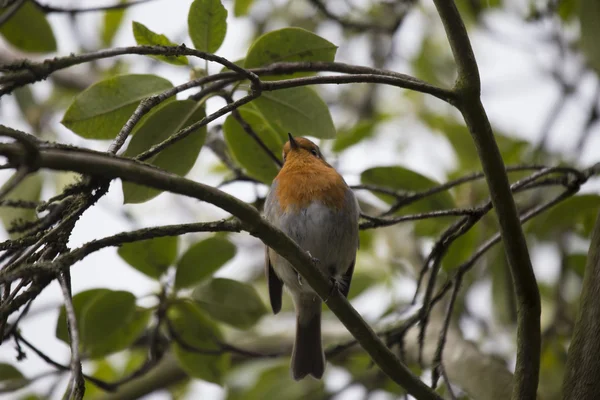 Robin Vermelho mama (Erithacus rubecula) — Fotografia de Stock