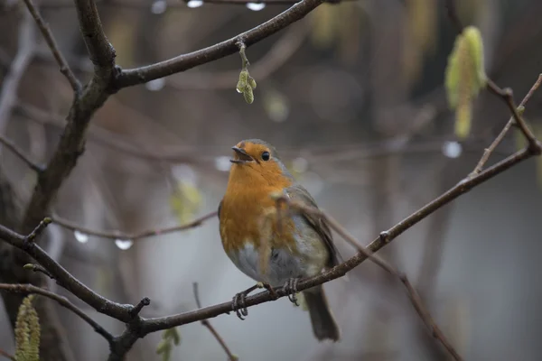 Robin Red piersi (Erithacus rubecula) — Zdjęcie stockowe